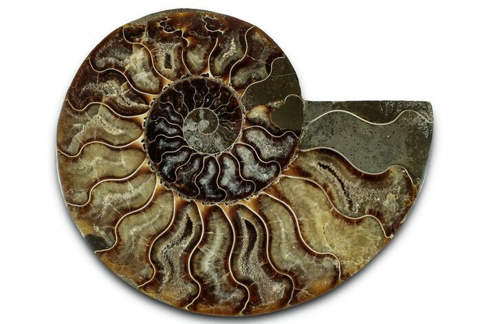 Cut & Polished Ammonite Fossil (Half) - Madagascar #329180